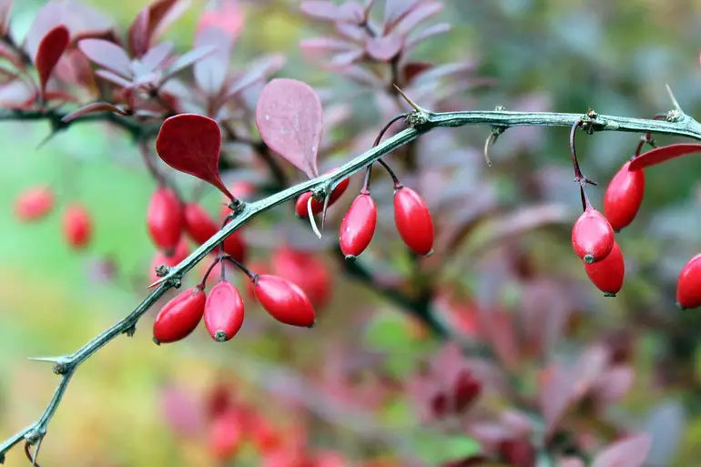 Prirodni statini za holesterol