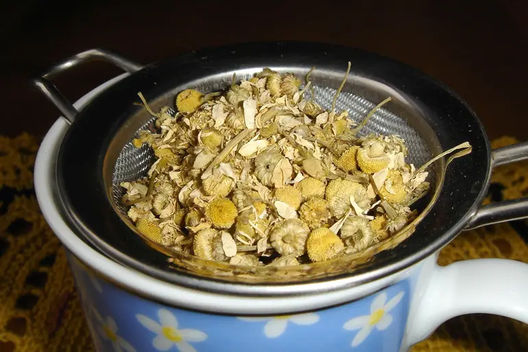 kako se pravi čaj od kamilice